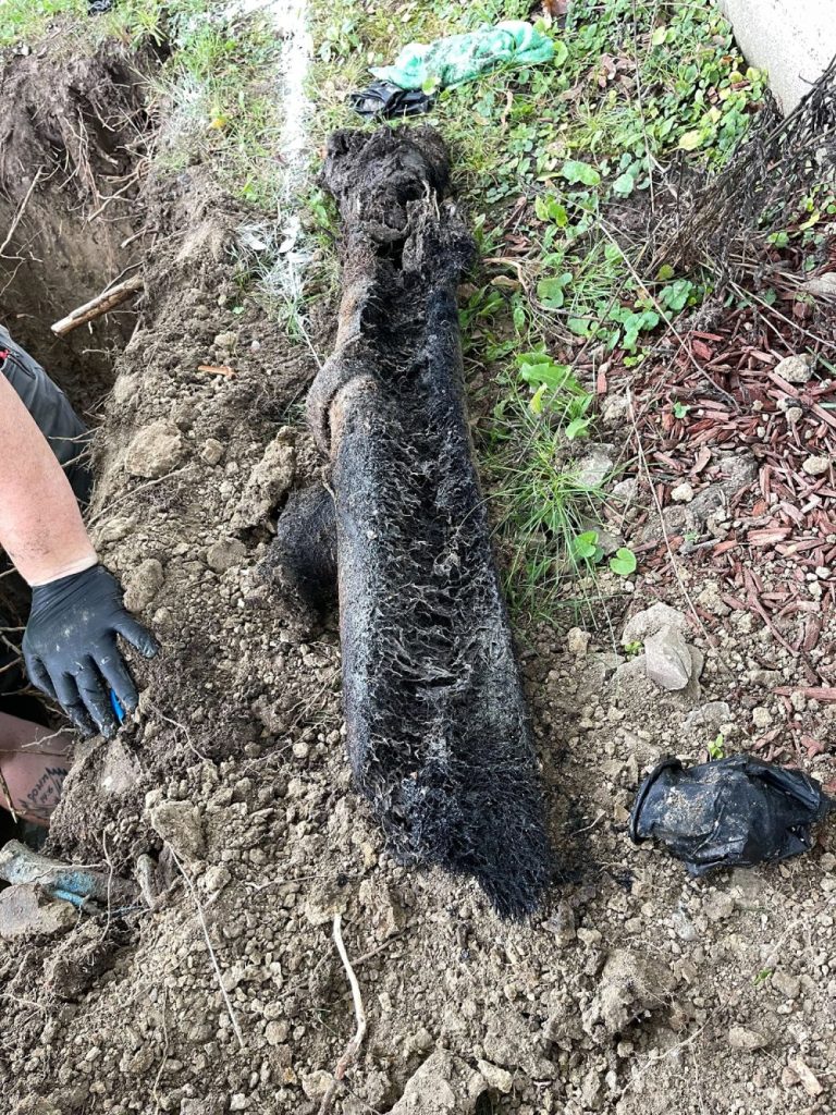 Excavated sewer pipe with tree root damage